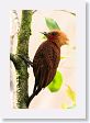 LaPaz - 013 * Chestnut-colored Woodpecker * Chestnut-colored Woodpecker